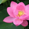信濃の国蓮花１
