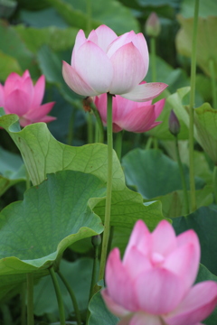 信濃國蓮花～水芙蓉　清らかな心で～０１