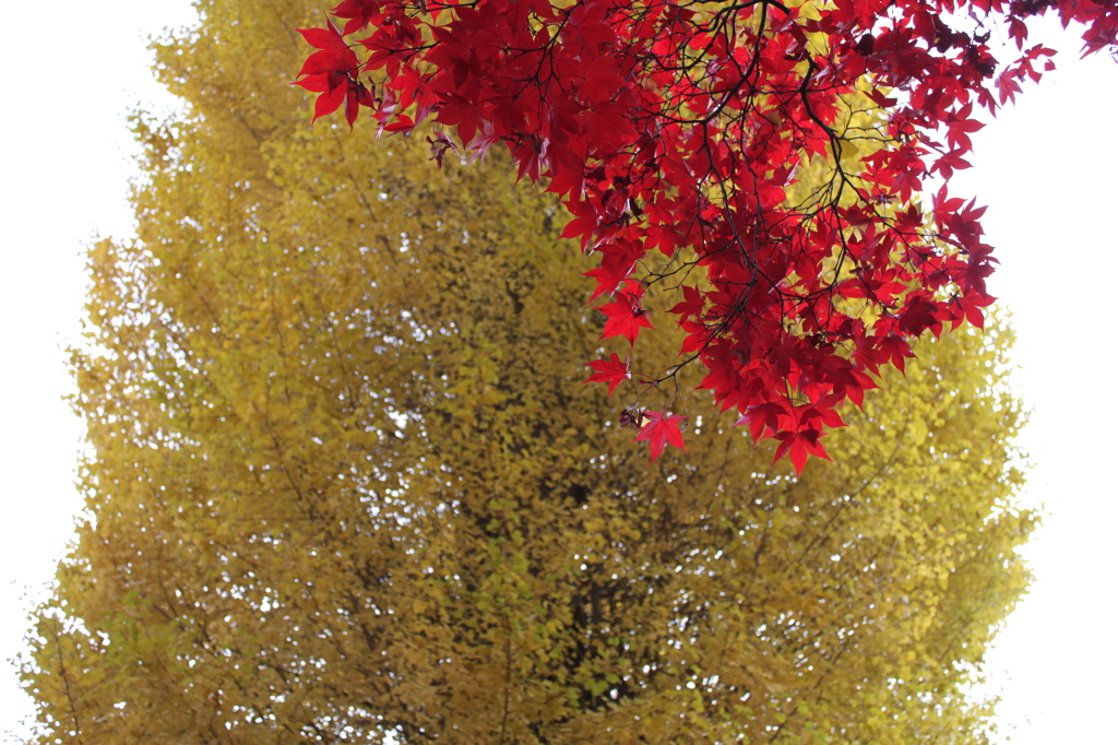 紅葉～今季これが最後かなぁ～