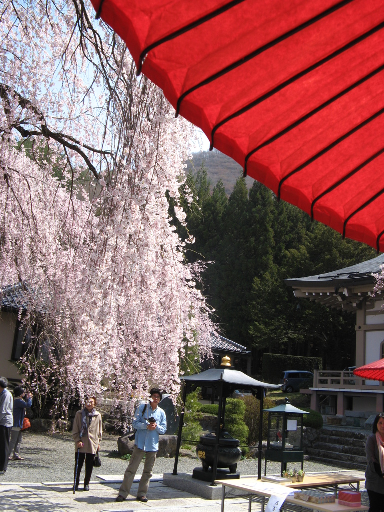 桜を見ながらお茶でもいかが～遅い春の訪れ～