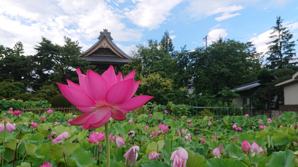 信濃国分寺～台風が去った朝１～