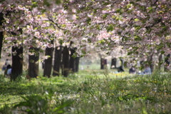 桜の木の下で