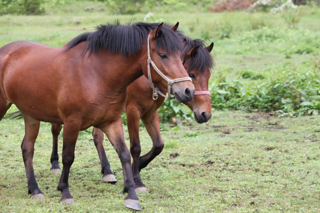 木曽馬　兄弟