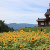 向日葵のある風景