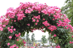 薔薇のトンネル