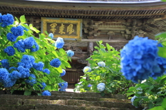 山寺とアジサイ