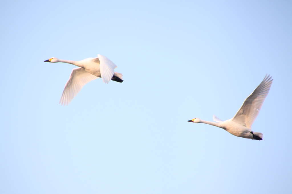 Duet２
