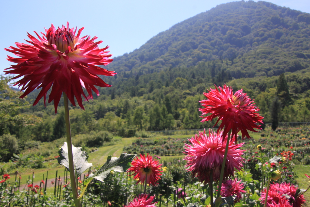 華麗な山の宝石４