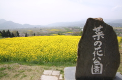 菜の花公園