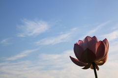夏空と蓮華