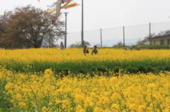 五月のデート～菜の花畑の中で～