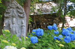 石仏とあじさい