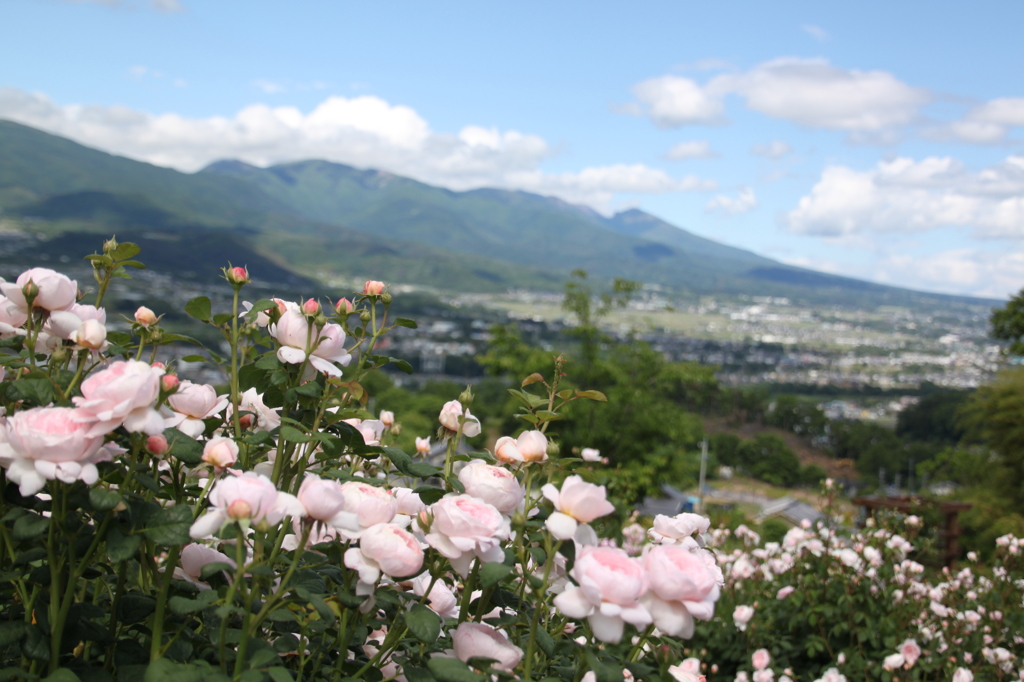 浅間山を望む薔薇園にて　Vol.02