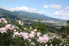 浅間山を望む薔薇園にて　Vol.02