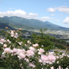浅間山を望む薔薇園にて　Vol.02