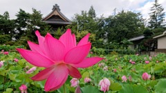 信濃国分寺～台風が去った朝２～