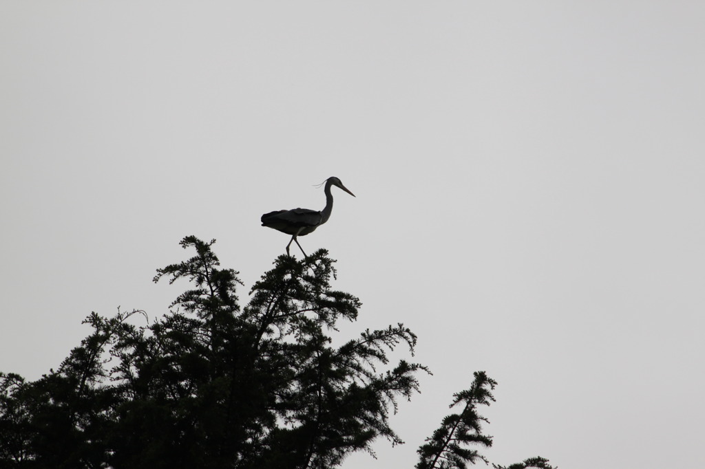 巣作りに励む鷺