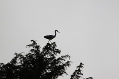 巣作りに励む鷺