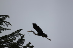 巣作りに励む鷺