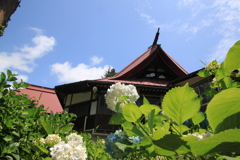 あじさいと青空の下で