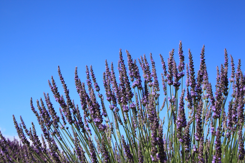 梅雨の晴れ間に見つけた一つの命～すくすく育って～