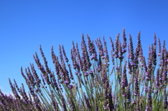 梅雨の晴れ間に見つけた一つの命～すくすく育って～