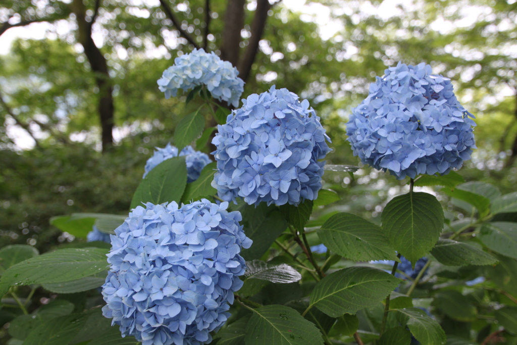 由衣姫の夢花21