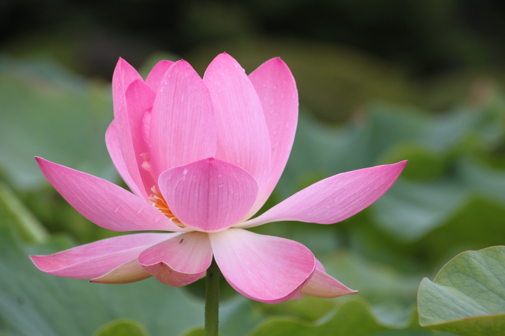 信濃の国蓮花２