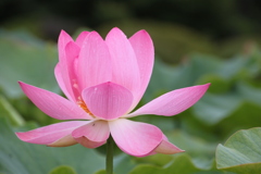 信濃の国蓮花２