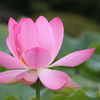 信濃の国蓮花２
