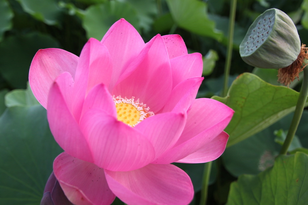 信濃の国蓮花
