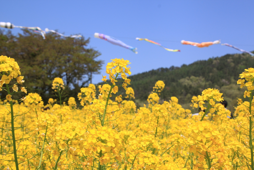 5月の風を感じながら・・・