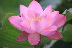 信濃國蓮花～水芙蓉　清らかな心で～０２