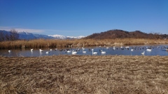 アルプスの見える川沿いにて