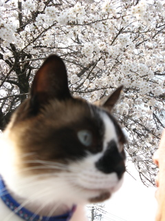 よぅ！美男子～桜がとても似合うよ～