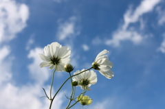 秋の空と秋桜