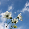 秋の空と秋桜
