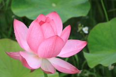 信濃の国蓮花４
