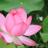 信濃の国蓮花４