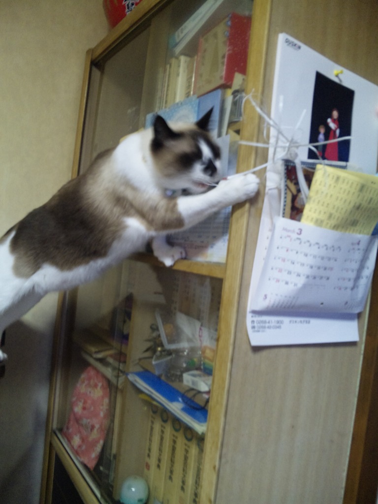 猫～うちのアイドル～４