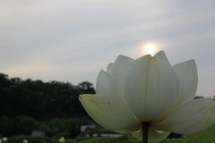 ダイヤモンド蓮花
