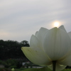 ダイヤモンド蓮花