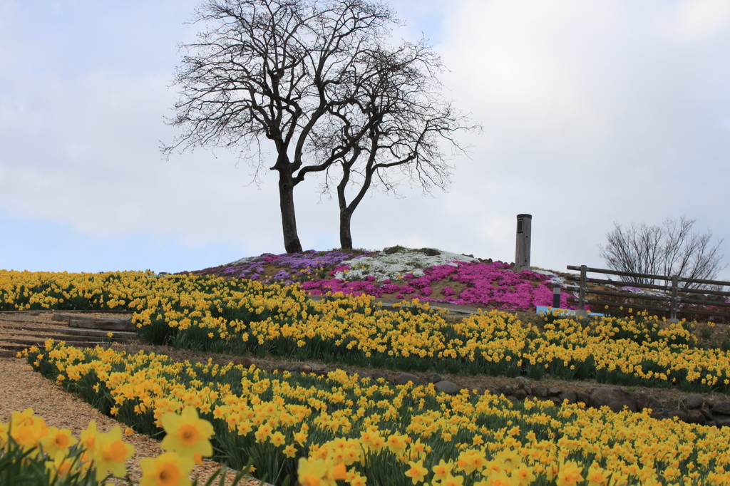 咲き誇れ春に・・２