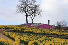 咲き誇れ春に・・２