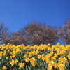 春の花の競演