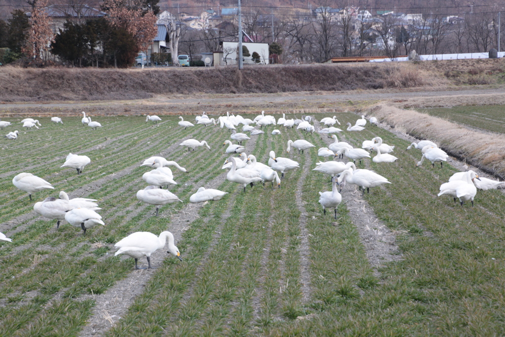 田んぼで栄養補給０１