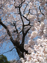 遅い春の訪れ～青空と桜ベストマッチ～