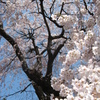 遅い春の訪れ～青空と桜ベストマッチ～