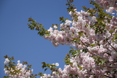 5月の風を感じて～桜・一葉～