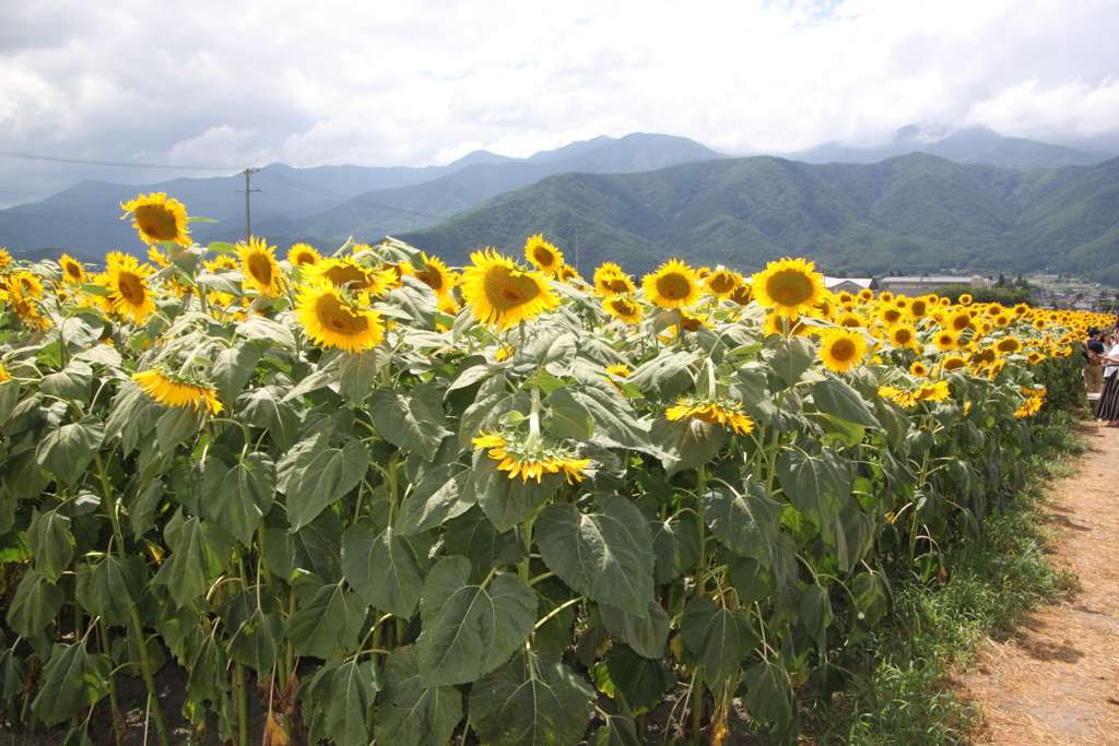 さよなら夏の日よ４～いつまでも変わらぬ愛を